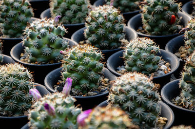 High angle view of cactus plants