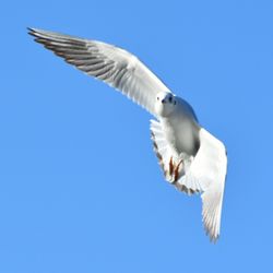 Low angle view of seagull flying against clear blue sky