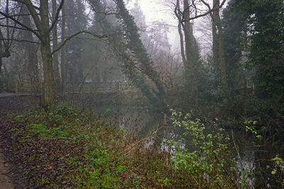 Trees in forest