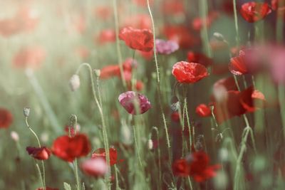 Close-up of red poppy flowers