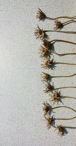 High angle view of plant on table