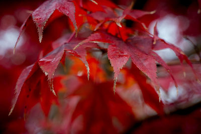 Full frame shot of red maple leaves