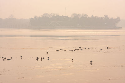 Flock of birds in the lake