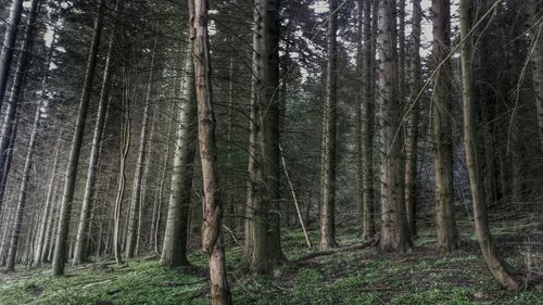 Trees in forest