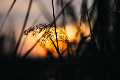 Close-up of silhouette plant against sky at sunset