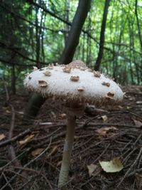 Close-up of mushrooms growing on tree trunk in forest