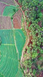 Full frame shot of agricultural field