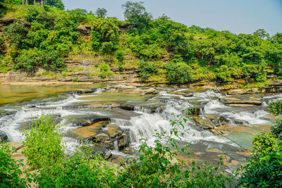 Scenic view of river flowing in forest