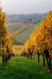 Scenic view of vineyard during autumn