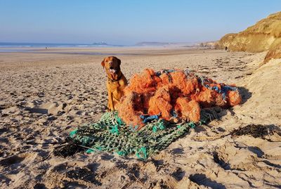 Dog on beach