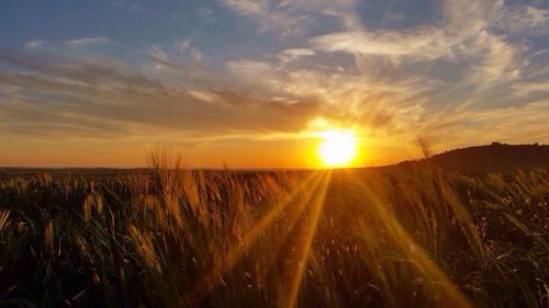 Scenic view of wheat field against sky at sunset