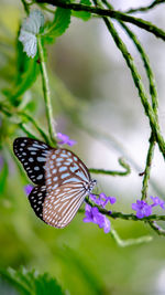 Close-up of butterfly on purple flower