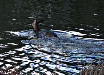 Cat in water