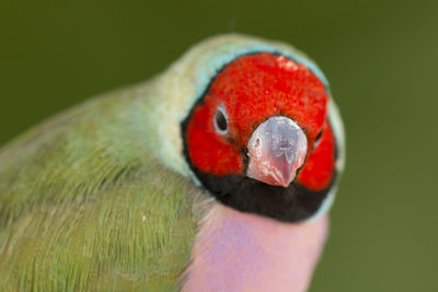 Close-up of a bird