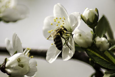 Close-up of white flowers