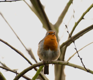 Low angle view of bird perching on tree against sky