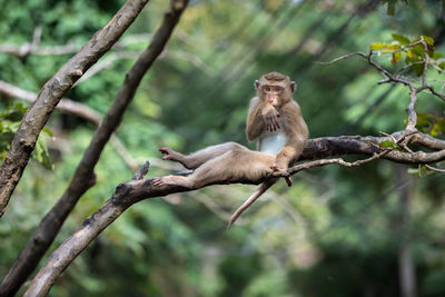 Monkey on tree branch