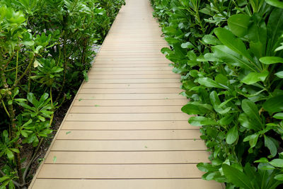 High angle view of boardwalk amidst plants