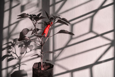 Close-up of red potted plant against wall