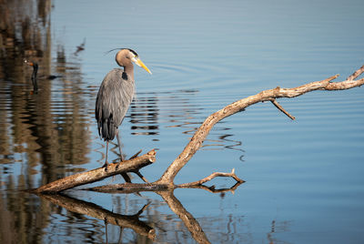 Bird perching on driftwood against lake