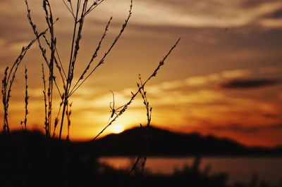 Close-up of silhouette plant against sunset sky