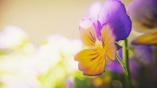 Close-up of yellow flowers blooming outdoors