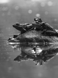 Surface level of frogs on rock