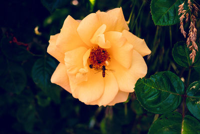 Close-up of insect on yellow rose flower