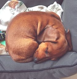 Close-up of dog sleeping on bed