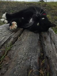 Cat on wooden wall