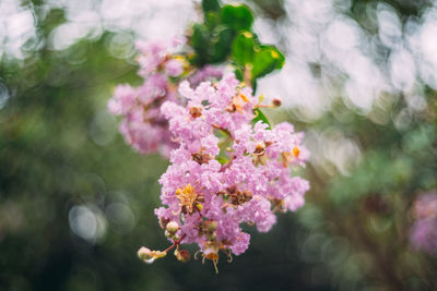 Close-up of pink flowering plant