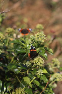 Close-up of ladybug on flower