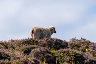 View of an animal on rock