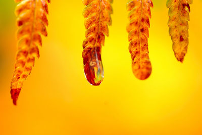 Close-up of orange leaf over yellow background