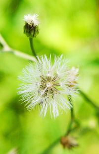 Close-up of dandelion flower