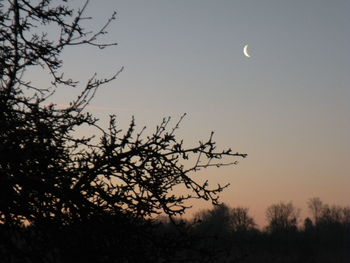 Low angle view of silhouette tree against sky at night
