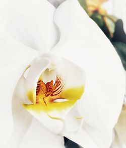 Close-up of white flowering plant