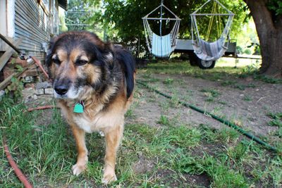 Dog in grass