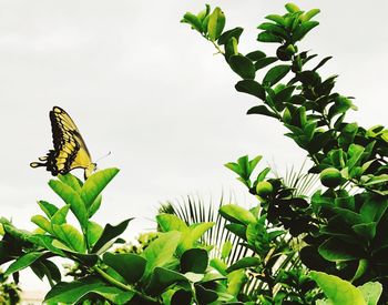 Close-up of butterfly perching on plant against sky