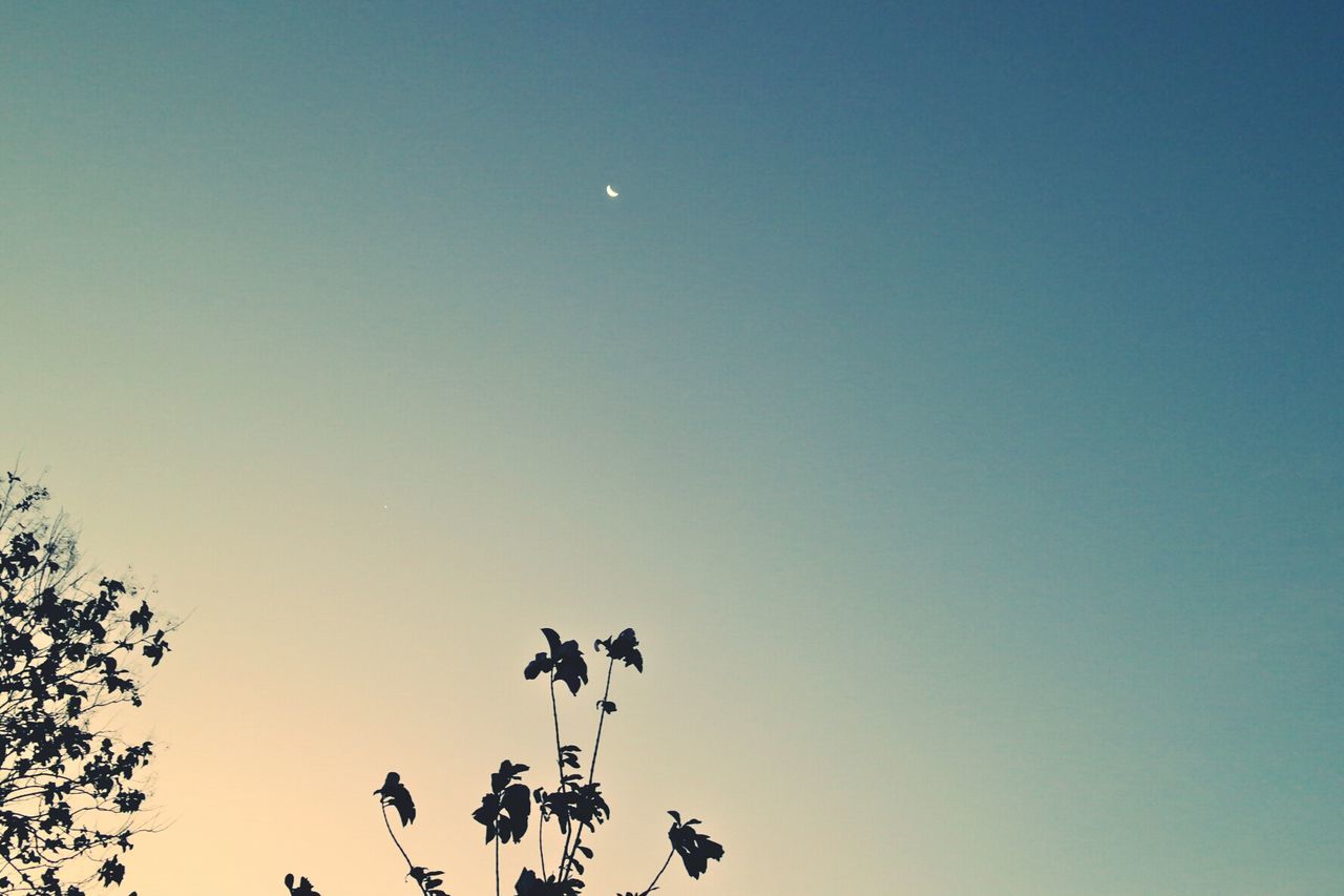 clear sky, low angle view, copy space, moon, silhouette, tree, beauty in nature, nature, tranquility, blue, scenics, growth, tranquil scene, high section, branch, sky, dusk, outdoors, no people, treetop