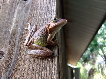 Close-up of frog on wood
