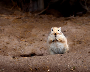 Close-up of squirrel on field