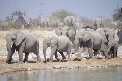 View of elephant drinking water