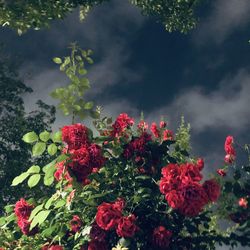 Close-up of red flowering plants