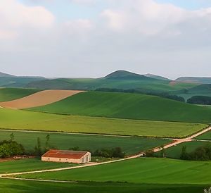 Scenic view of agricultural field against sky