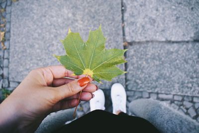 Close-up of hand holding plant