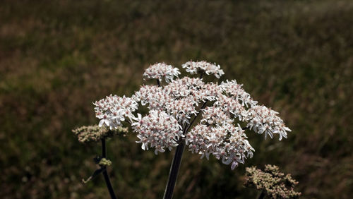 Close-up of white flowering plant on field