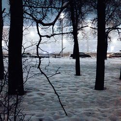 Trees on snow covered landscape against sky