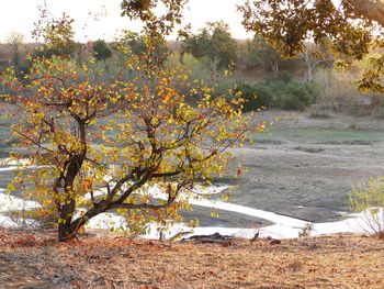 Trees on field in forest during autumn