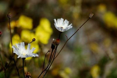 Close-up of insect on flower